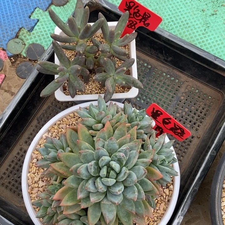 墨**星我是真的很喜欢