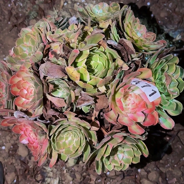 471黑魔锦粉体多肉植物不售后