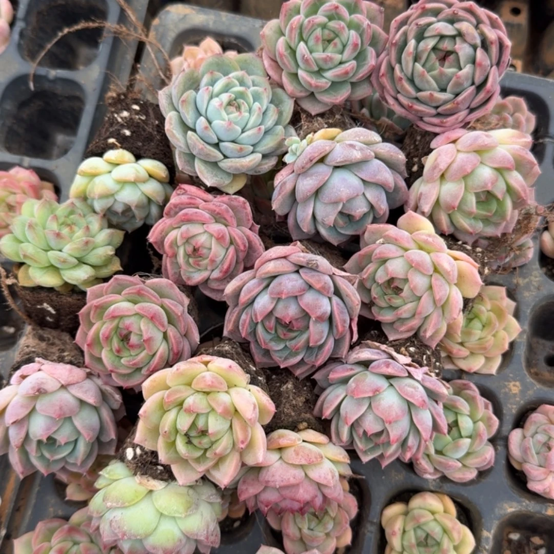 20-9侧门右一美尼体二十颗量拍