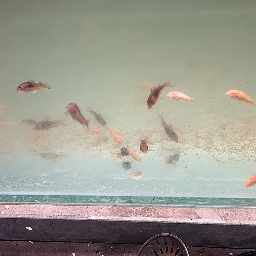 海水鱼11条青铜鼠