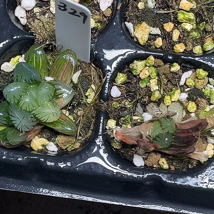 329老川玉露锦两颗脱土发货