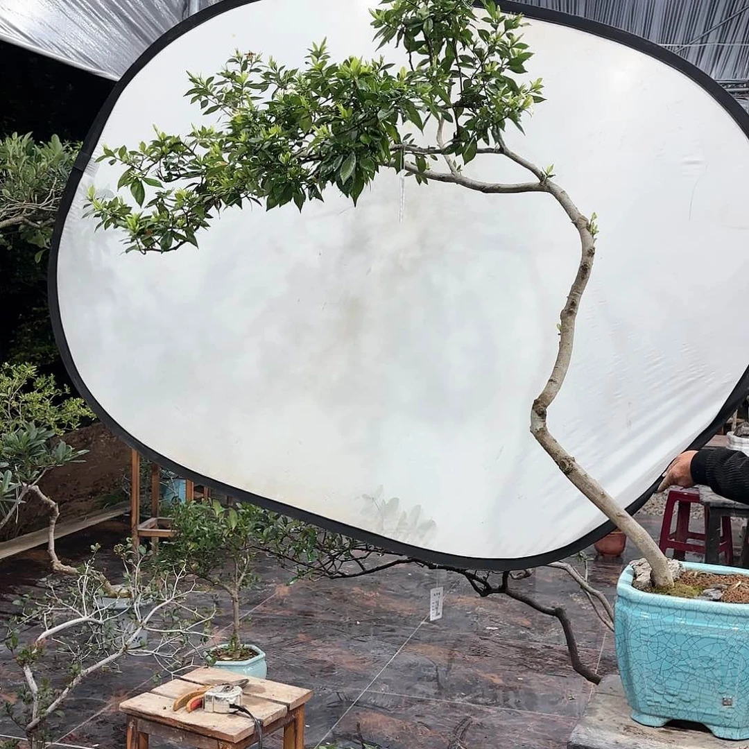 盆景盆景精品海岛栀子花