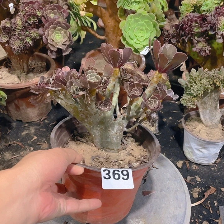 369灰缀整板朵朵造型
