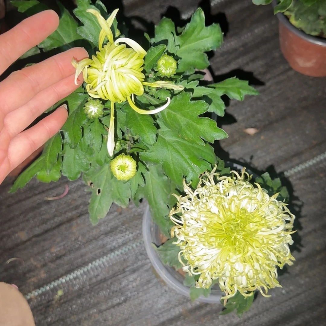 全部花朵D5555555555