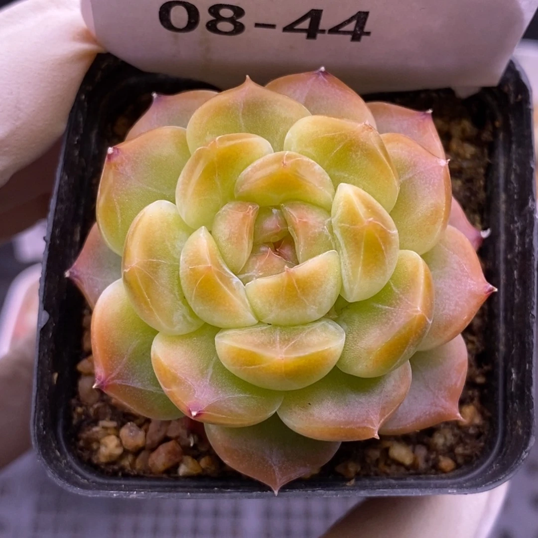 【闪购商品】08-44