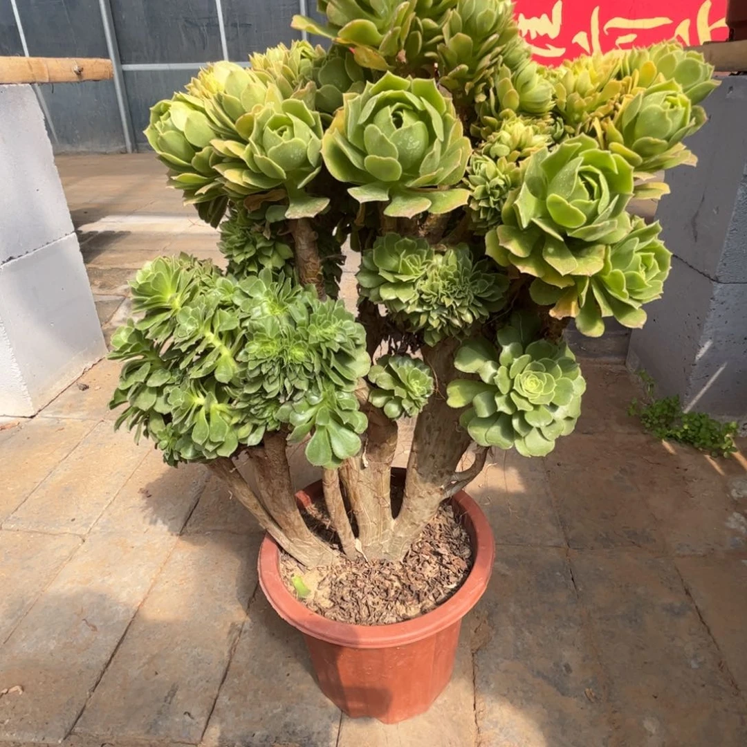 绿羊绒绿羊绒绿羊绒