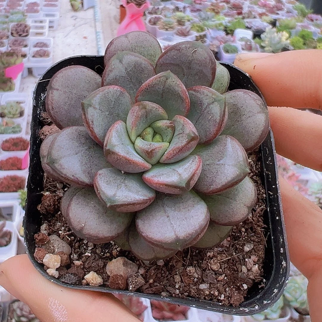 紫葡萄19包邮多肉植物