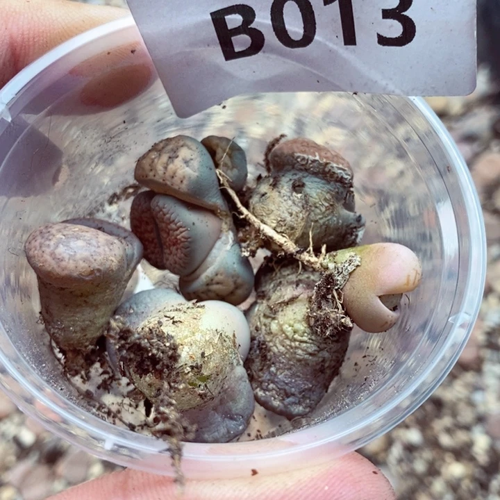 Y****?我是一只小小鸟地域鬼的013