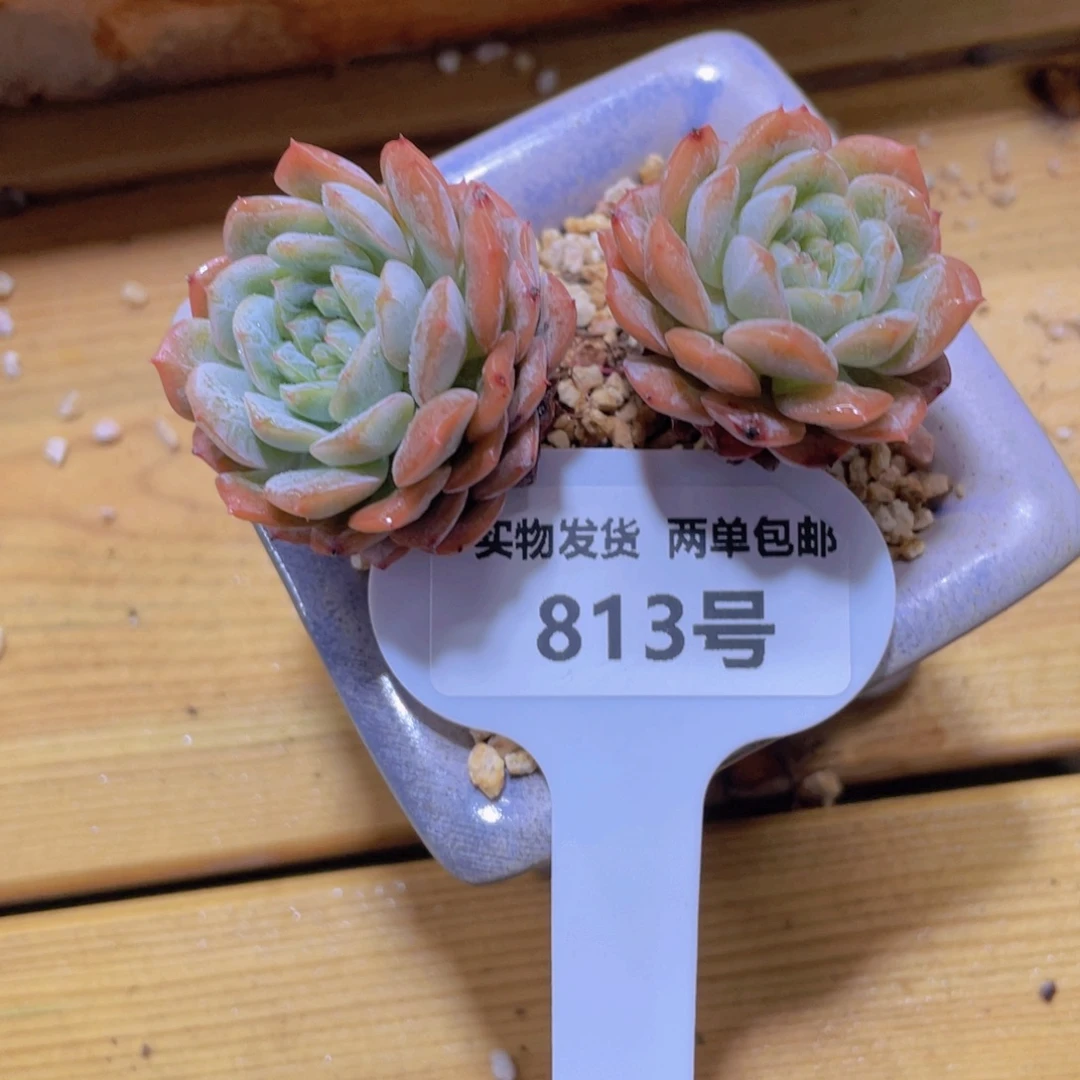 813号 飘枝融晶双头