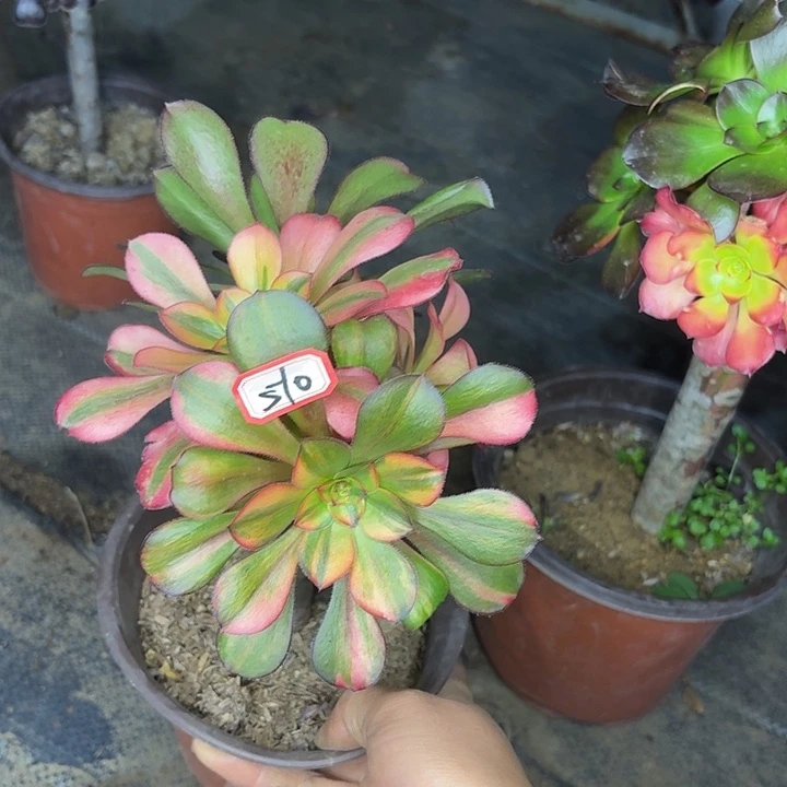 巫毒七彩有砍朵朵510多肉