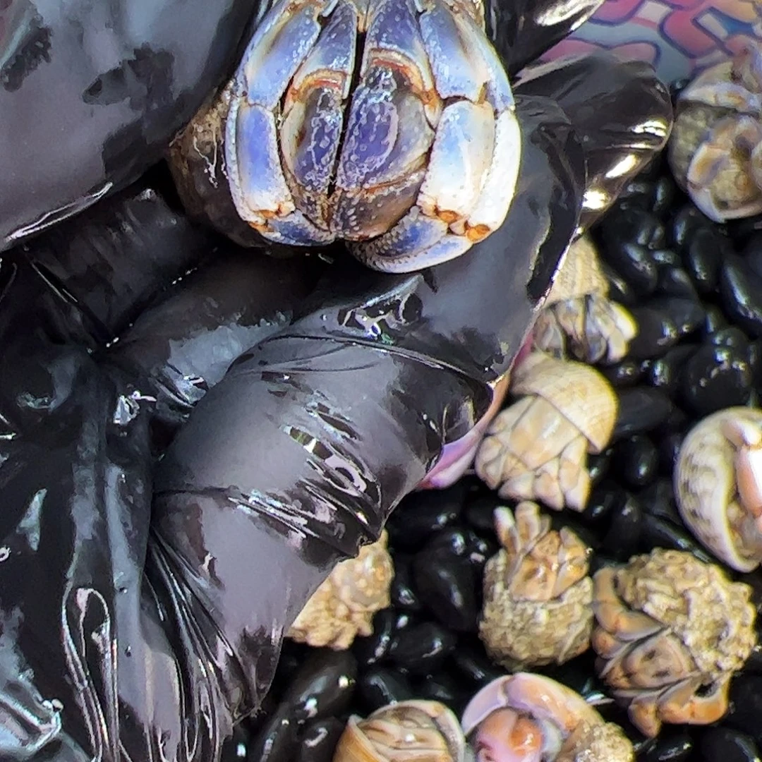 a3 大王家寄居蟹福利