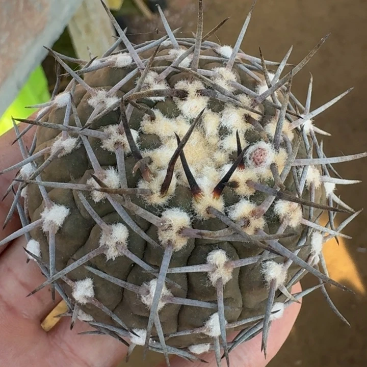 武勋变种66666666无根