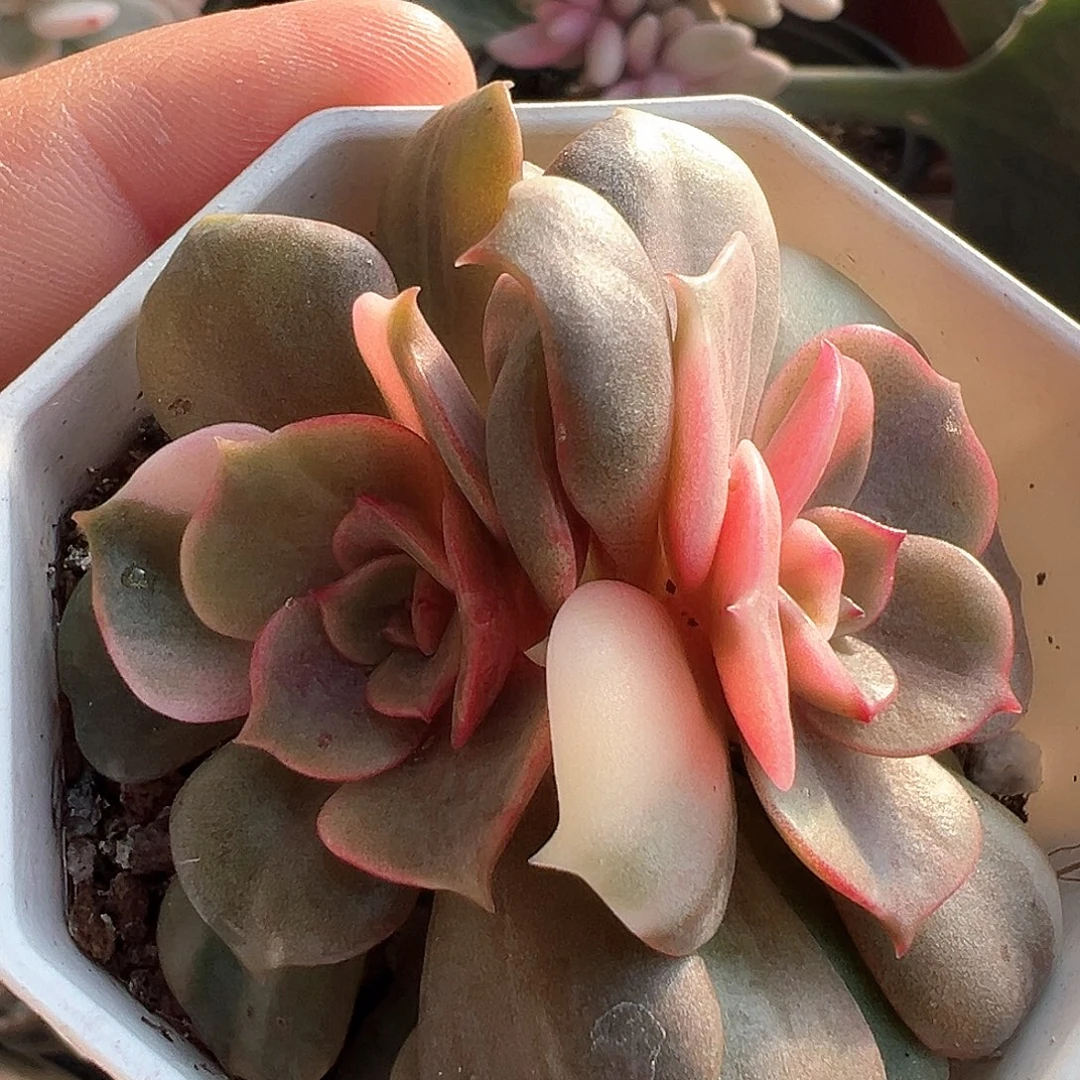 大红袍锦 小方花圃一物一拍