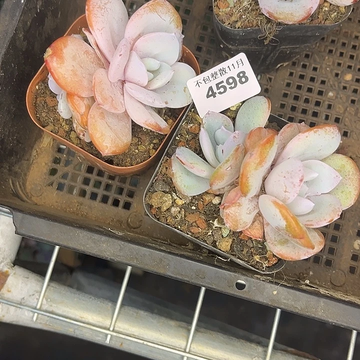 阿雅园艺。         4597奶茶两颗