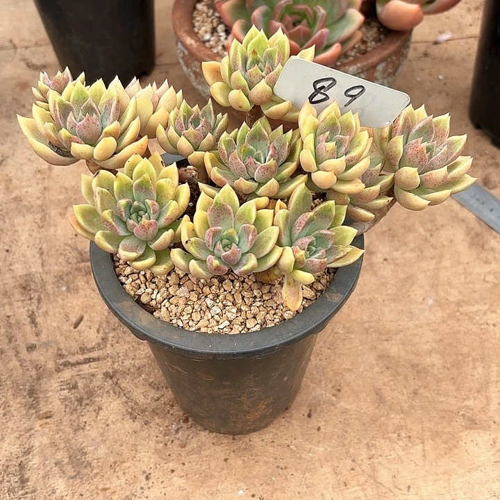 多肉植物，璀璨89号
