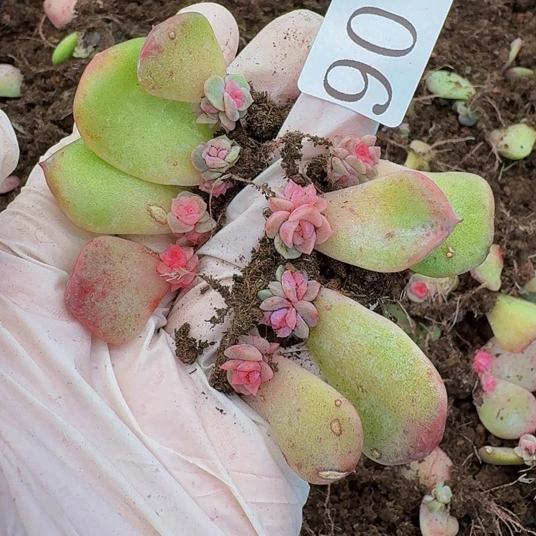 多肉植物多肉植物90