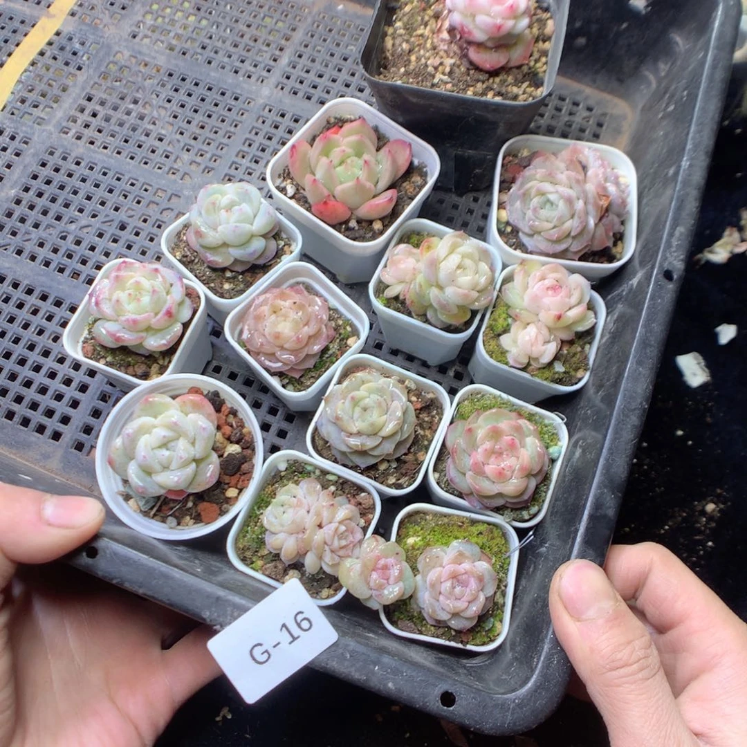 无花朵G16 yyyyyyyyt