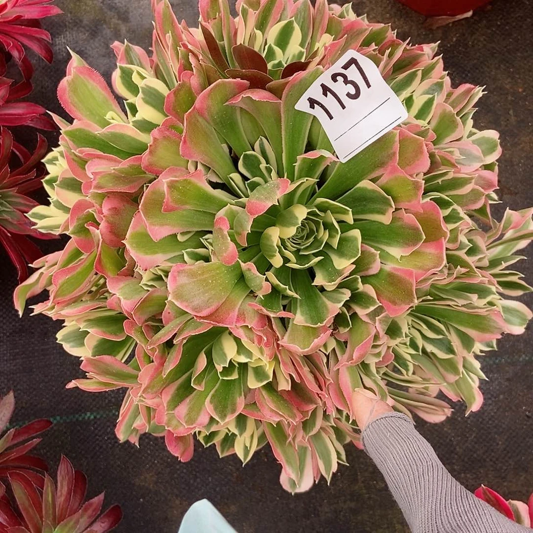 红陶1137女巫绿体4多肉