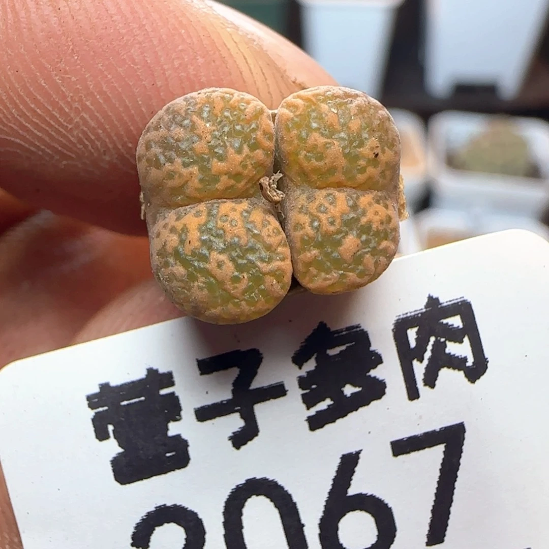 勋章。