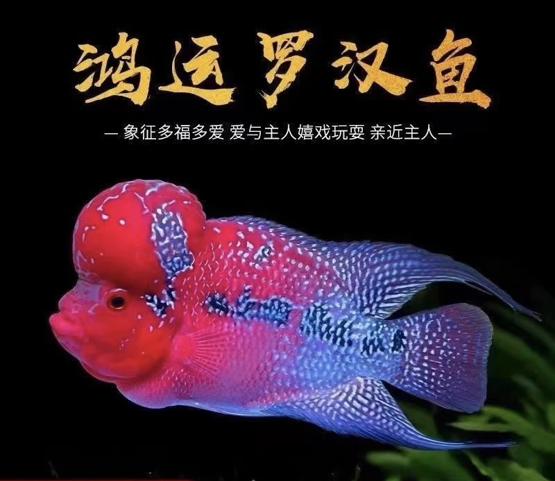 小男罗汉鱼爆头率高好养耐活热带观赏鱼鸿运当头活体鱼观赏鱼宠物