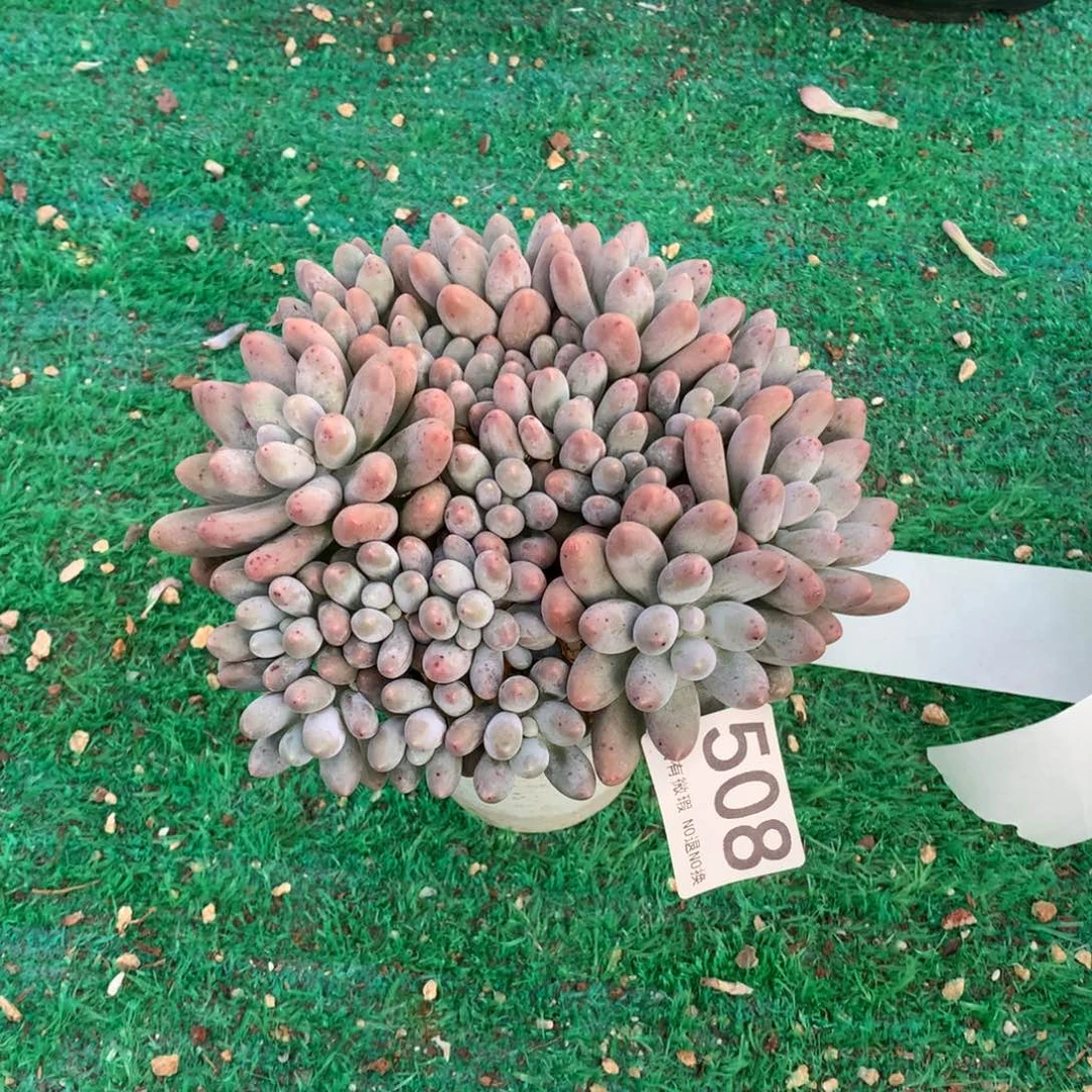 508汤圆多肉植物！！！！！