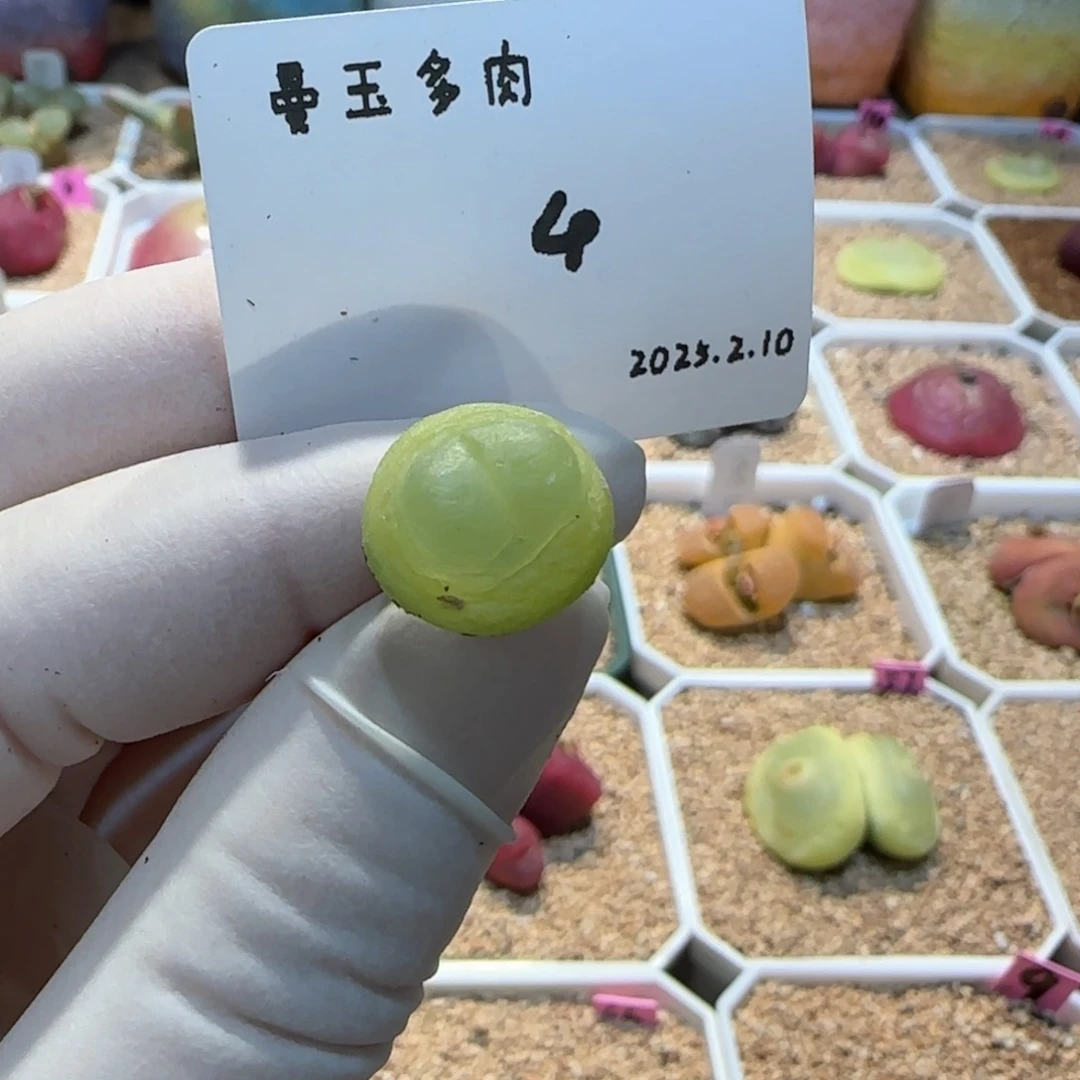 多肉多肉多肉2.10-004拉登1.3cm