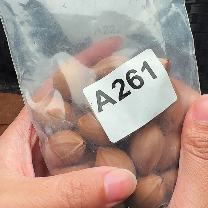 是***！橄榄核手串/手链橄榄