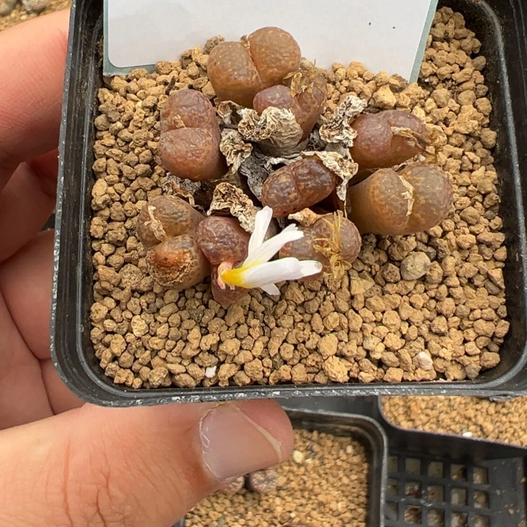 22-144肉锥多肉植物
