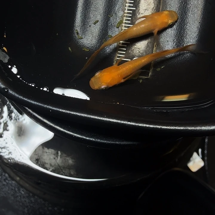 青鳉鱼126号拍品贵妃蝶