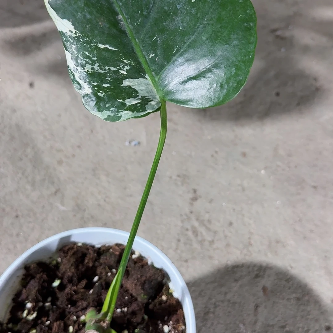 一***一无花朵龟背竹一物一拍