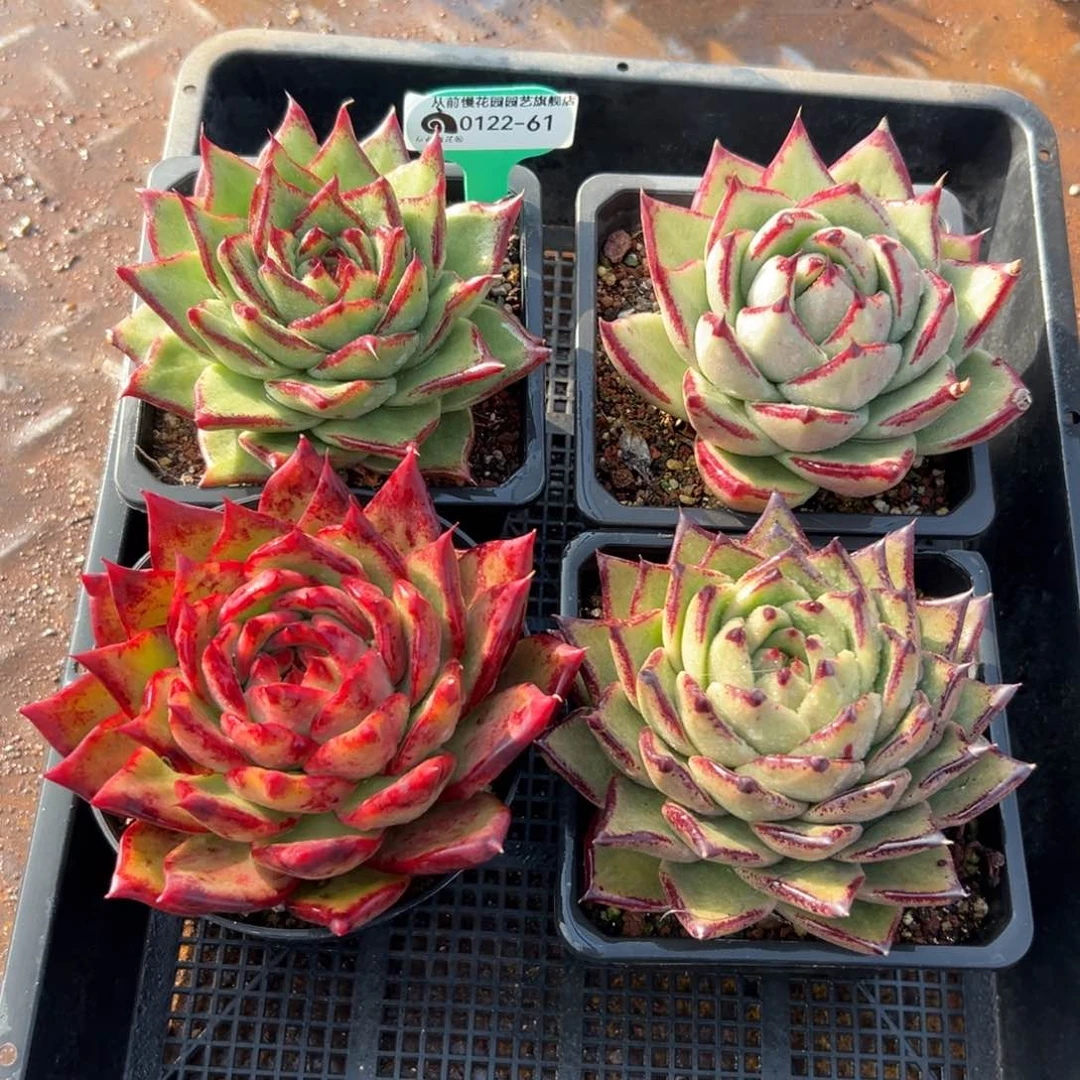 多肉精选编号0122.61