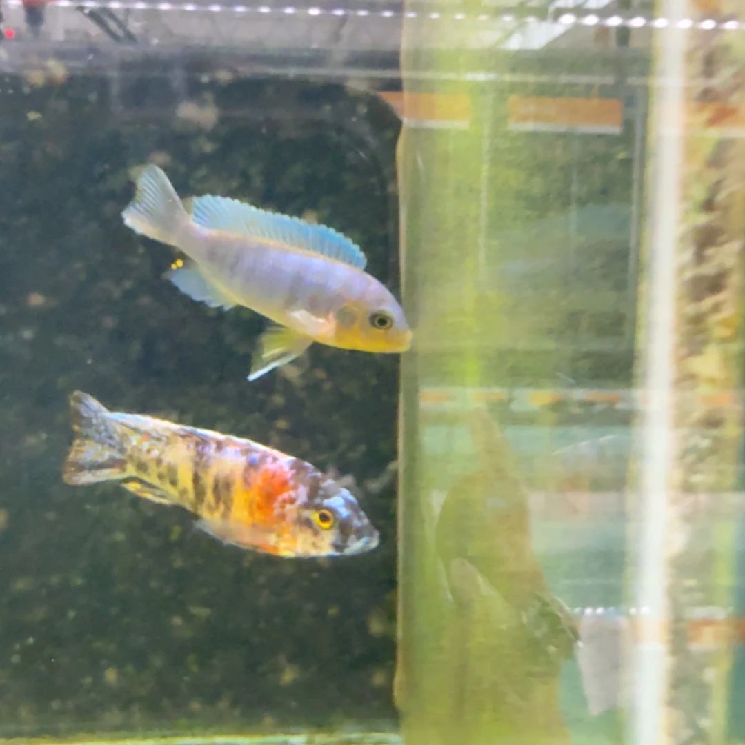 慈鲷克里索395。
