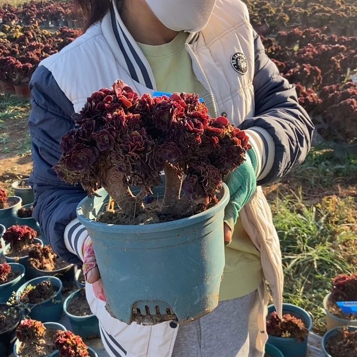 陆***露079欧紫缀化老桩老桩
