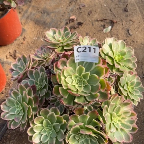多肉植物玉芙蓉捧花