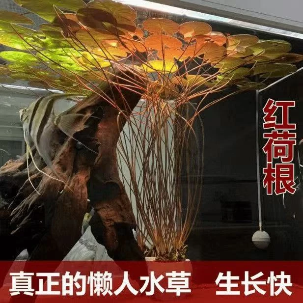 红荷根水草 15-20cm