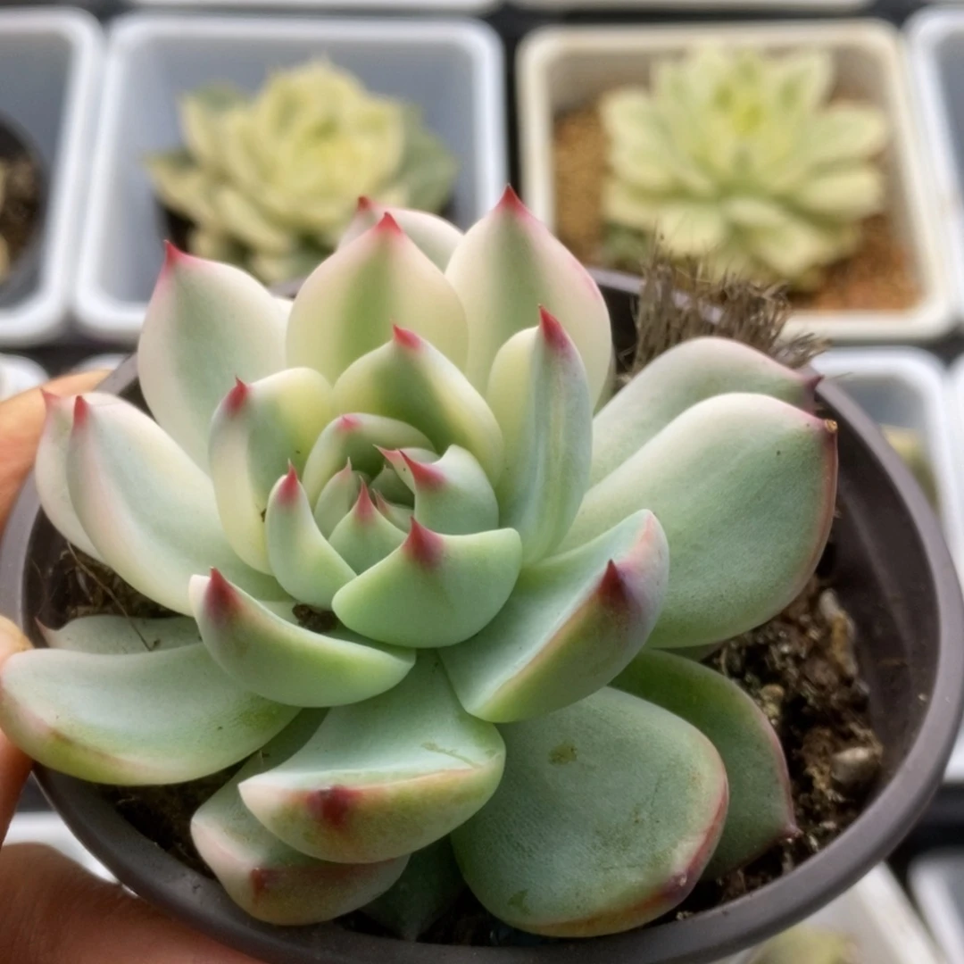 375锦锦锦锦看锦锦锦
