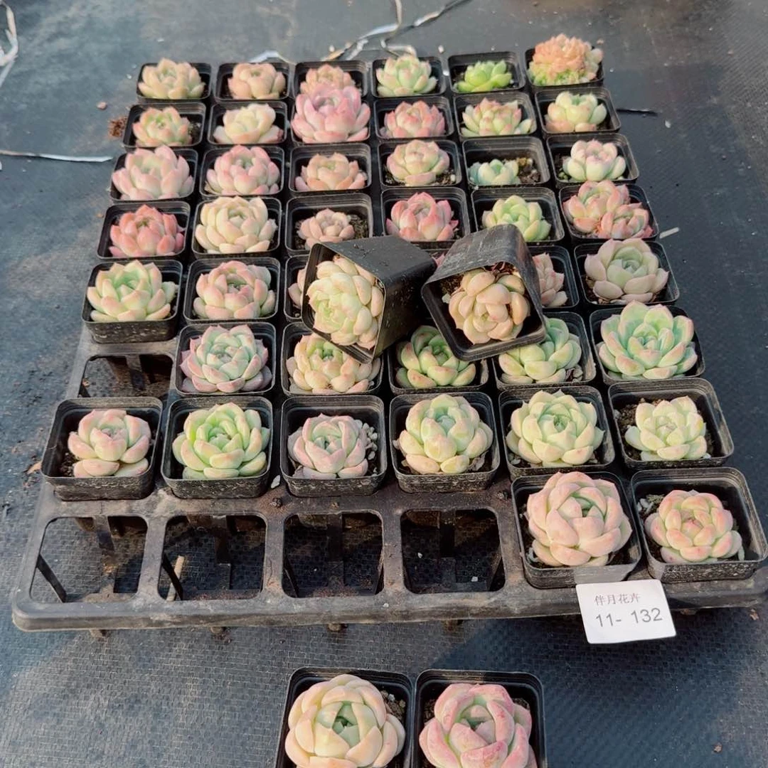 11-132多肉杂交五颗量拍