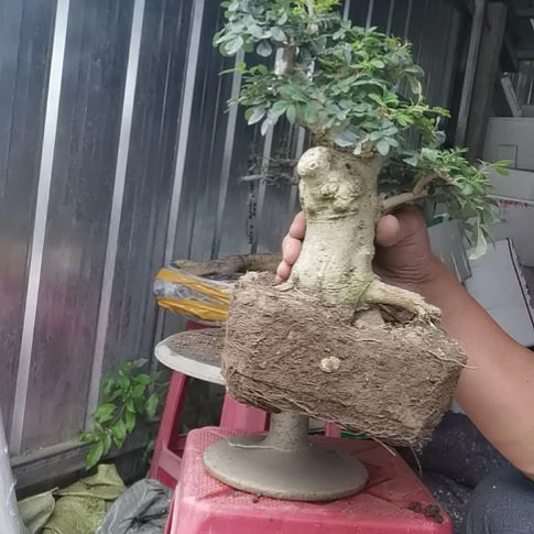 【闪购商品】无花朵盆景素材1个