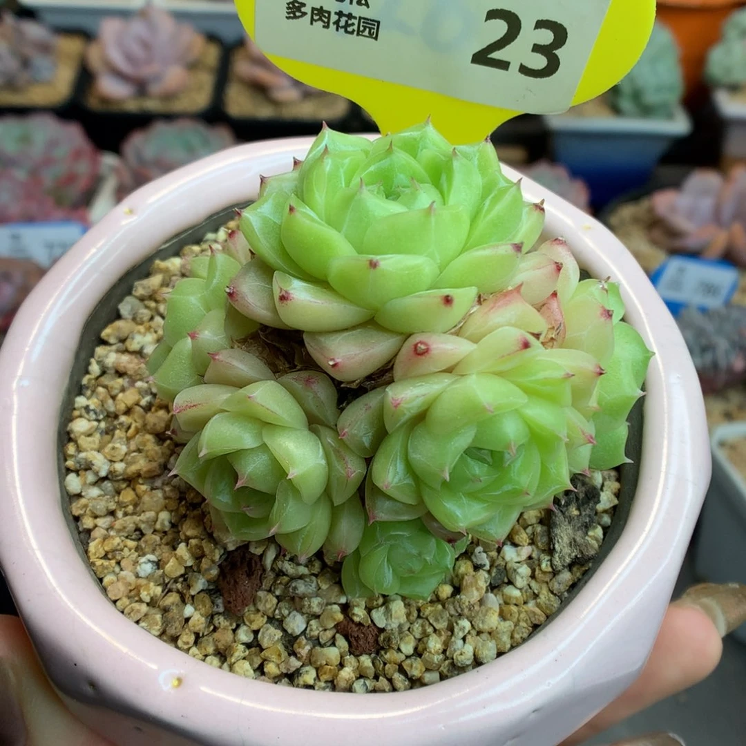 23麦杆多肉植物一物一拍