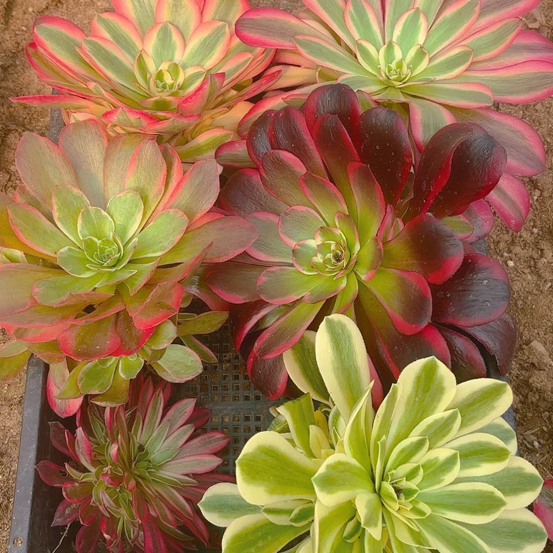 六颗不同品种组合多肉植物