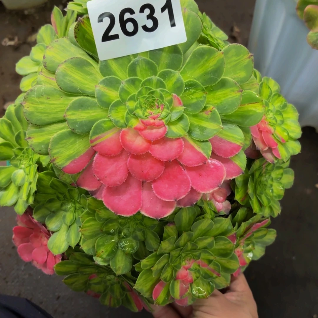 2631多肉植物知否