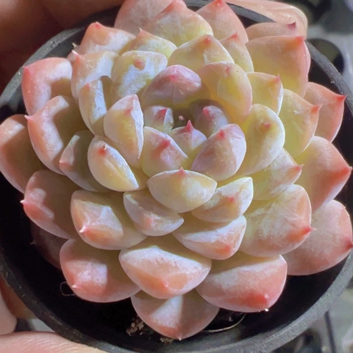 景中玉精品多肉植物