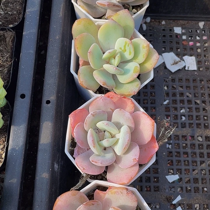 八角盆奶茶带盆土发