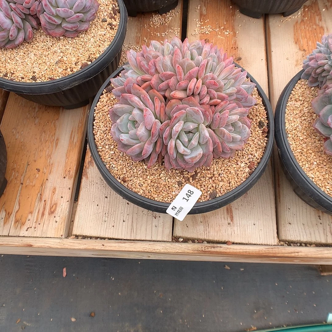 用***6148糖心橙多肉植物666