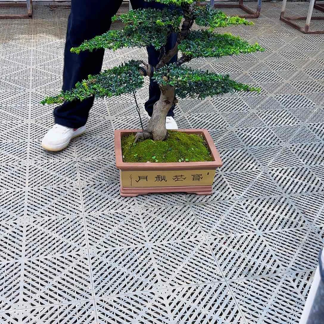 无花朵珍珠罗汉松造型盆景