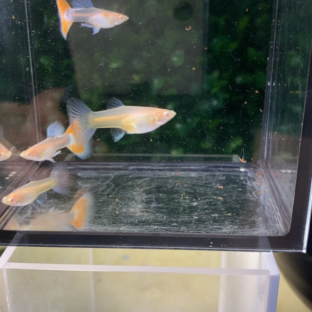 孔雀鱼紫白跑红两对