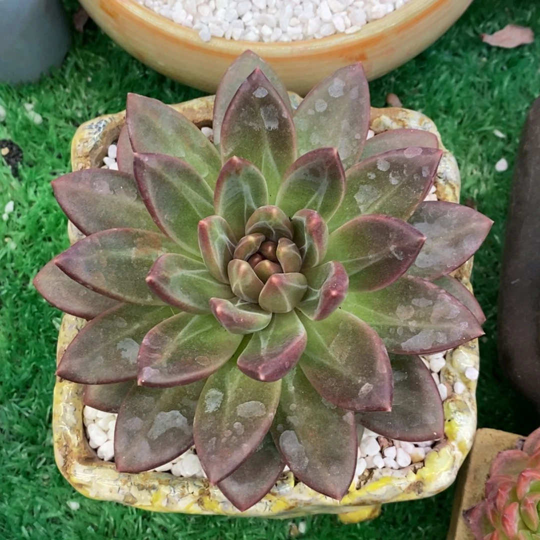 小***小火苗迷雾泡泡多肉植物盆栽