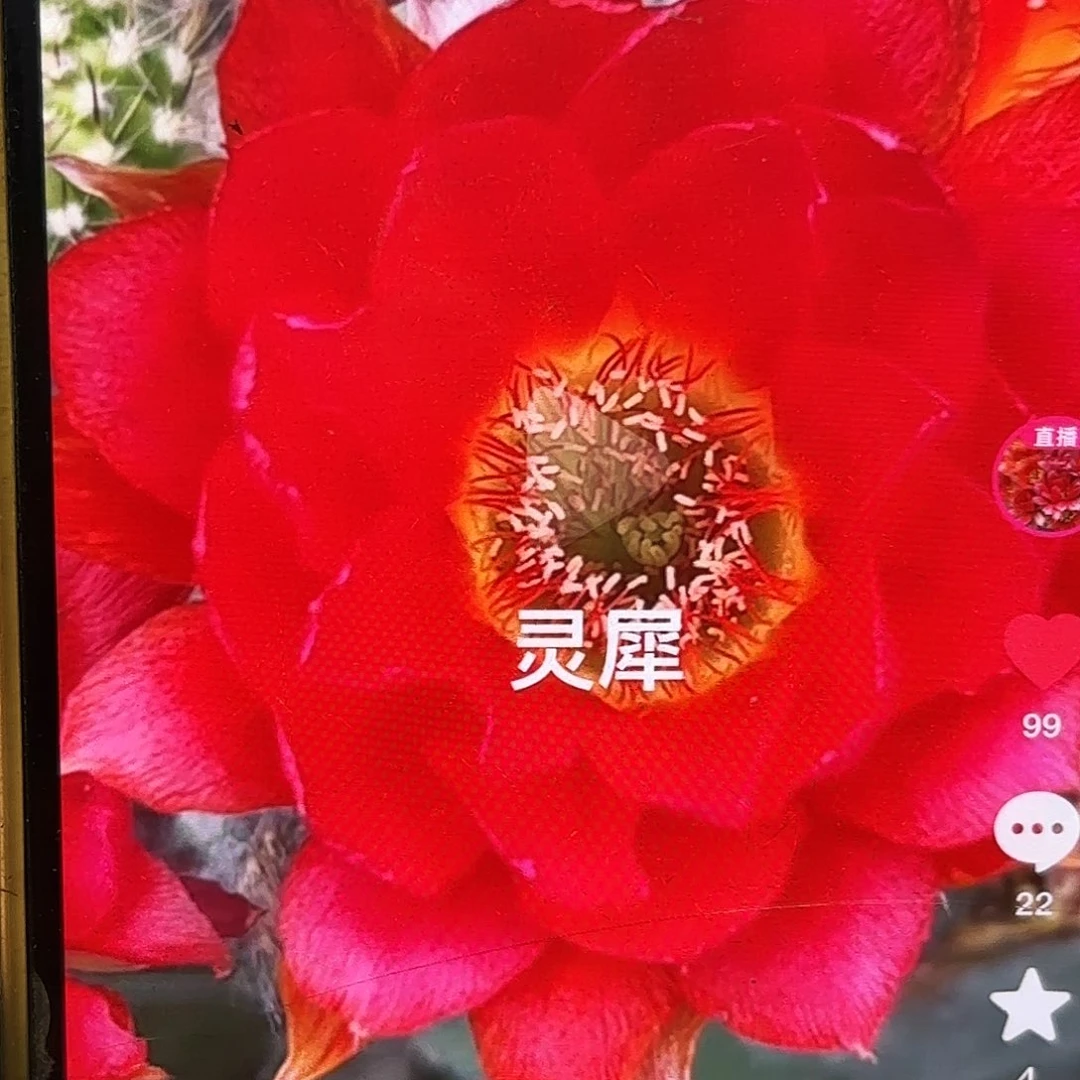 灵犀丽花侧牙20包邮小26