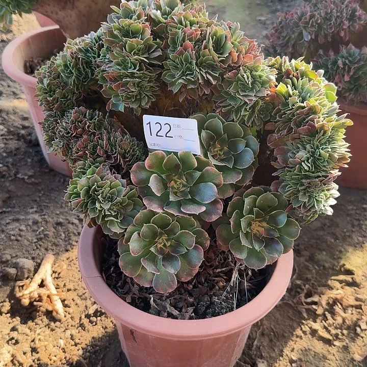 香妃缀化有瑕疵122号