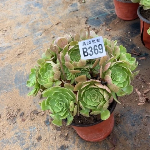 369万圣节不包断枝